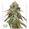 CBD MAZAR · Dutch Passion · cannabis seeds · Fem