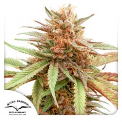 DURBAN DEW · Dutch Passion · semillas de marihuana · Fem