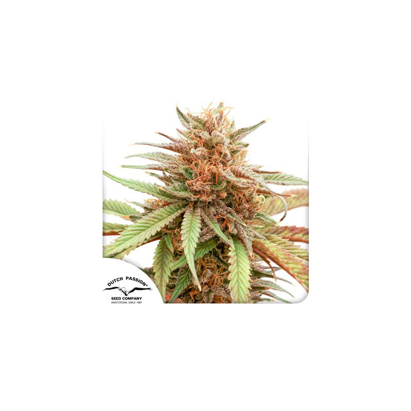 DURBAN DEW · Dutch Passion · cannabis seeds · Fem