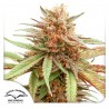 DURBAN DEW · Dutch Passion · semillas de marihuana · Fem