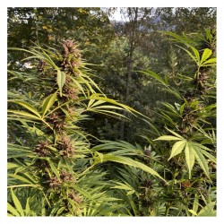 DURBAN DEW · Dutch Passion · cannabis seeds · Fem