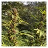 DURBAN DEW · Dutch Passion · semillas de marihuana · Fem