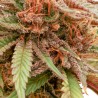 DURBAN DEW · Dutch Passion · semillas de marihuana · Fem