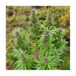 DURBAN DEW · Dutch Passion · semi di canapa indiana · Fem