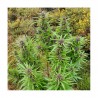 DURBAN DEW · Dutch Passion · semillas de marihuana · Fem