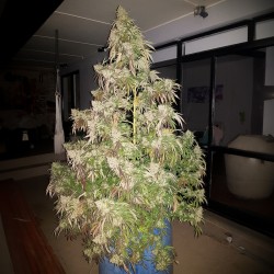 DURBAN DEW · Dutch Passion · semi di canapa indiana · Fem