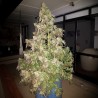 DURBAN DEW · Dutch Passion · cannabis seeds · Fem