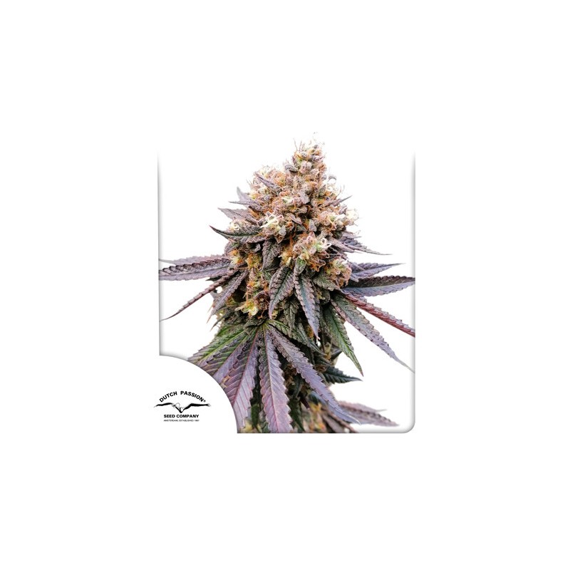 GMO FAST · Dutch Passion · semillas de marihuana · Fem
