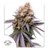 GMO FAST · Dutch Passion · semillas de marihuana · Fem