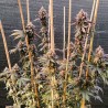 GMO FAST · Dutch Passion · cannabis seeds · Fem