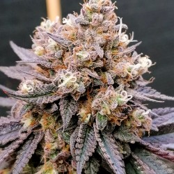 GMO FAST · Dutch Passion · semillas de marihuana · Fem