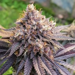 GMO FAST · Dutch Passion · cannabis seeds · Fem