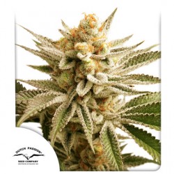 LEMON Z · Dutch Passion · semillas de marihuana · Fem