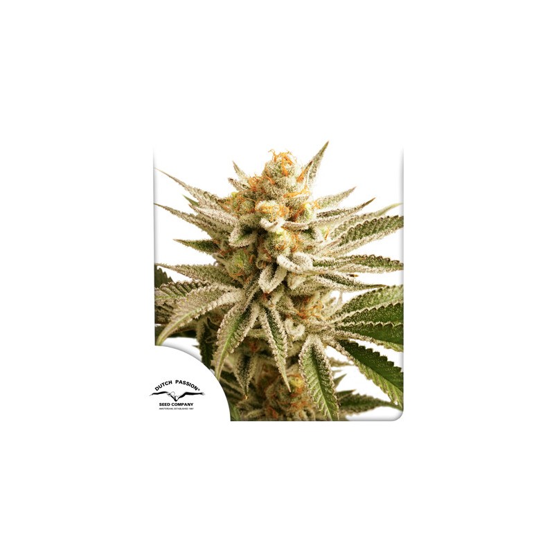 LEMON Z · Dutch Passion · semi di canapa indiana · Fem