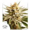 LEMON Z · Dutch Passion · semillas de marihuana · Fem