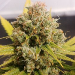 LEMON Z · Dutch Passion · semi di canapa indiana · Fem
