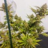LEMON Z · Dutch Passion · semillas de marihuana · Fem