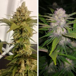 LEMON Z · Dutch Passion · semillas de marihuana · Fem