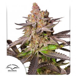 MELONADE RUNTZ · Dutch Passion · semillas de marihuana · Fem