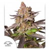 MELONADE RUNTZ · Dutch Passion · semillas de marihuana · Fem
