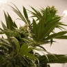 MELONADE RUNTZ · Dutch Passion · semillas de marihuana · Fem