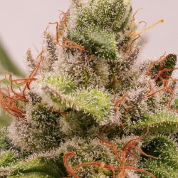 MELONADE RUNTZ · Dutch Passion · cannabis seeds · Fem