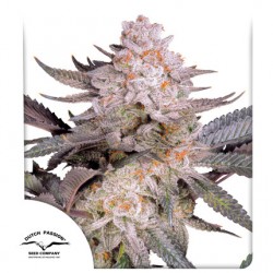 ORANGE BUD 2.0 · Dutch Passion · semi di canapa indiana · Fem