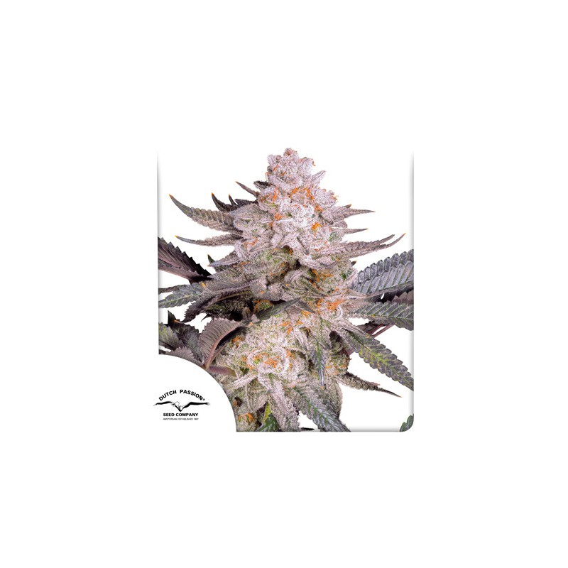 ORANGE BUD 2.0 · Dutch Passion · cannabis seeds · Fem
