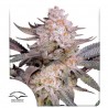 ORANGE BUD 2.0 · Dutch Passion · semillas de marihuana · Fem