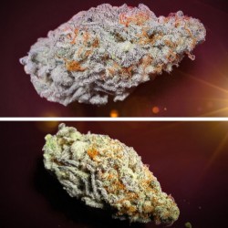 ORANGE BUD 2.0 · Dutch Passion · semi di canapa indiana · Fem