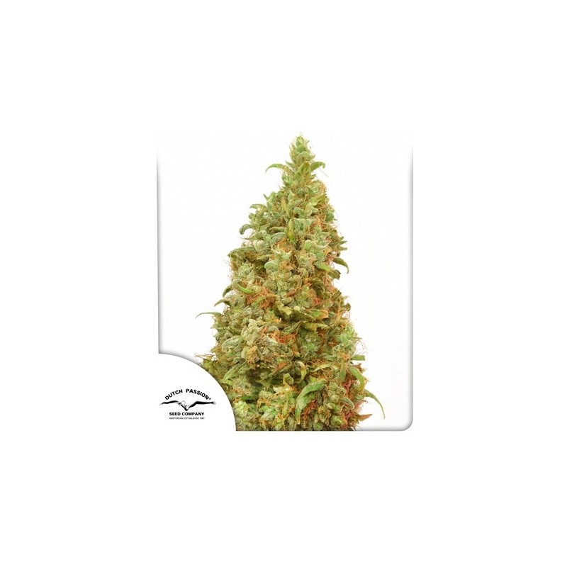 THC-VICTORY · Dutch Passion · semillas de marihuana · Fem