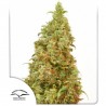 THC-VICTORY · Dutch Passion · cannabis seeds · Fem