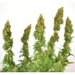 THC-VICTORY · Dutch Passion · cannabis seeds · Fem