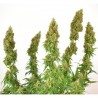 THC-VICTORY · Dutch Passion · cannabis seeds · Fem
