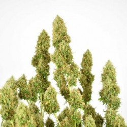 THC-VICTORY · Dutch Passion · semillas de marihuana · Fem