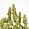 THC-VICTORY · Dutch Passion · semillas de marihuana · Fem