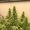 THC-VICTORY · Dutch Passion · cannabis seeds · Fem