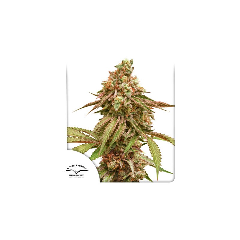 TROPICAL TANGIE · Dutch Passion · semi di canapa indiana · Fem