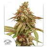 TROPICAL TANGIE · Dutch Passion · semillas de marihuana · Fem