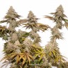 TROPICAL TANGIE · Dutch Passion · semi di canapa indiana · Fem