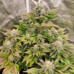 TROPICAL TANGIE · Dutch Passion · semillas de marihuana · Fem