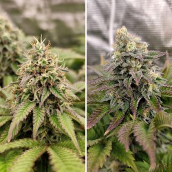 TROPICAL TANGIE · Dutch Passion · semillas de marihuana · Fem