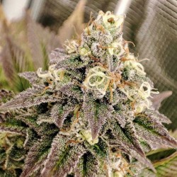 TROPICAL TANGIE · Dutch Passion · semillas de marihuana · Fem