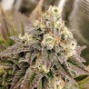 TROPICAL TANGIE · Dutch Passion · semillas de marihuana · Fem