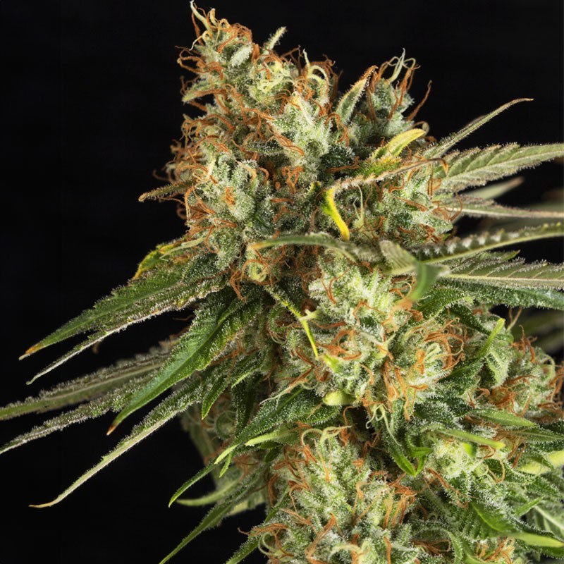 LEMON KING · Eva Seeds · semillas de marihuana · Fem