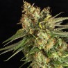LEMON KING · Eva Seeds · semillas de marihuana · Fem