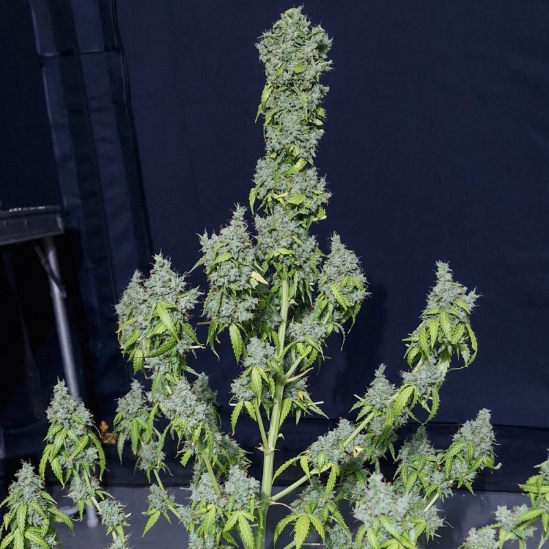 MAGIC TREE AUTO · Eva Seeds · semillas de marihuana · AutoFem