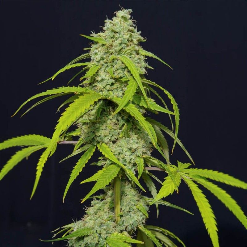 ORANGE KUSH AUTO · Eva Seeds · semillas de marihuana · AutoFem