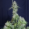 SUPER WATERMELON AUTO · Eva Seeds · semillas de marihuana · AutoFem