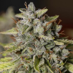VIEJO TOBY · Eva Seeds ·...